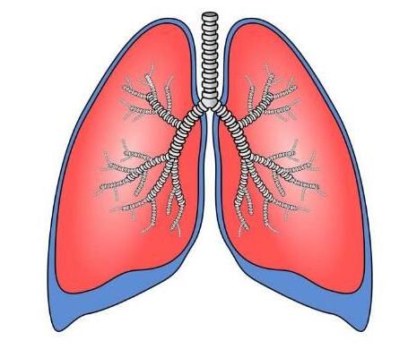 肺部微生物组或能帮助预测肺部移植后肺部功能的改变