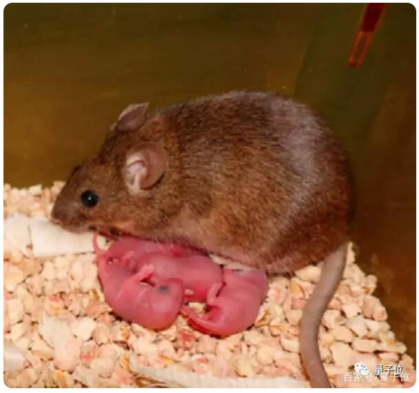 科学家只用一个卵细胞就培育出健康小鼠，都不需要精子了！