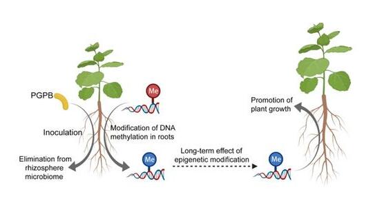 南农大在植物生长促进细菌-植物-微生物组互作关系方面取得新进展
