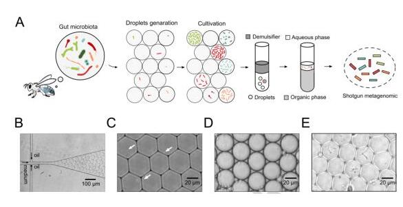 开发液滴微流控平台实现蜜蜂肠道微生物单细胞高通量培养
