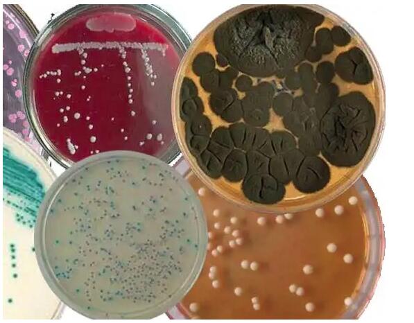 微生物培养基的主要成分有哪些？