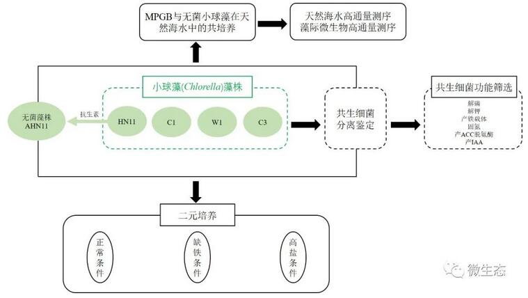 海南大学：不利环境下共生细菌促进小球藻生长