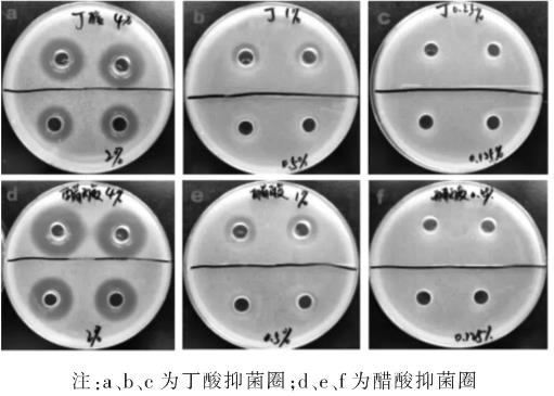 不同浓度的醋酸、丁酸对大肠杆菌生长曲线的影响