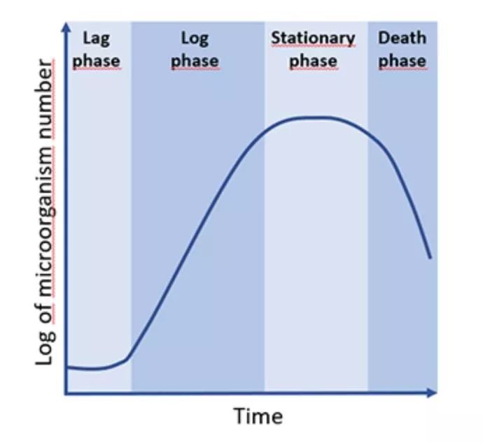 细菌生长曲线一般测几个小时（细菌的生长曲线图）
