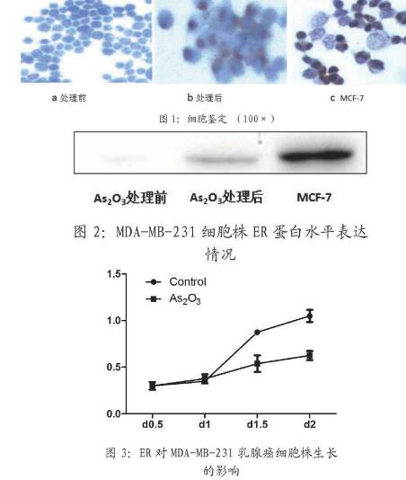 ER阴性的人乳腺癌细胞MDA-MB-231生长曲线
