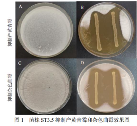 泡菜分离菌株对产黄青霉和杂色曲霉的抑制作用分析