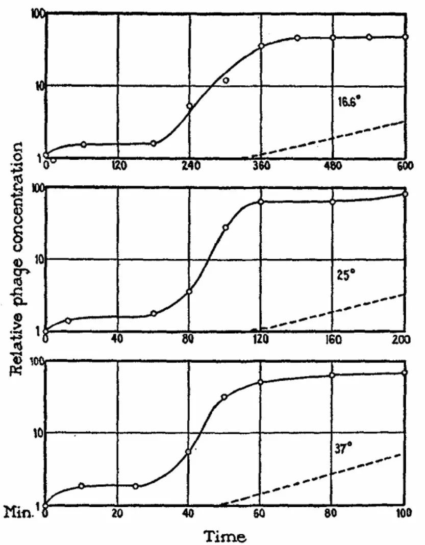 大肠埃希菌T2噬菌体的一步生长曲线实验