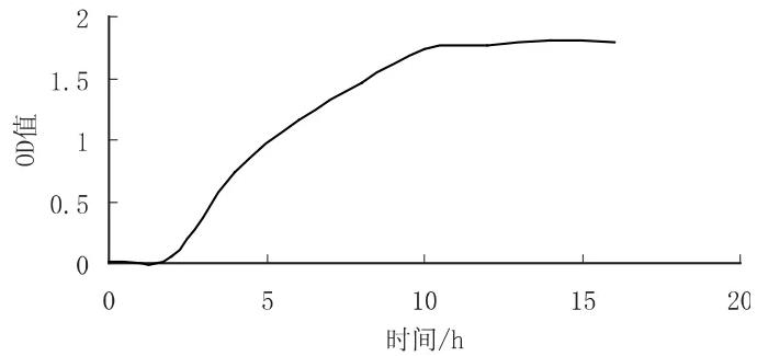 基于紫外诱变方法筛选耐高温、高产酒率的酿酒酵母