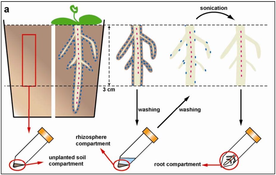​土壤中筛选微生物原因，土壤微生物取样方法步骤