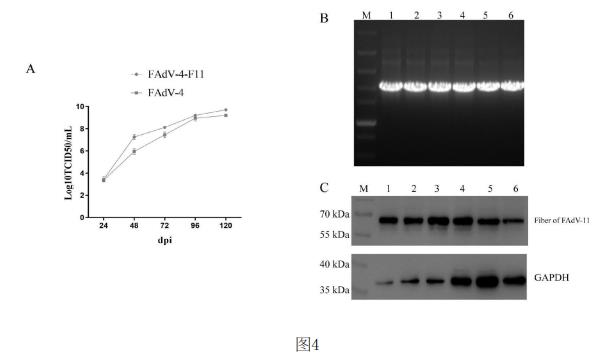 删除RFP表达盒的重组血清4型禽腺病毒的生长曲线测定