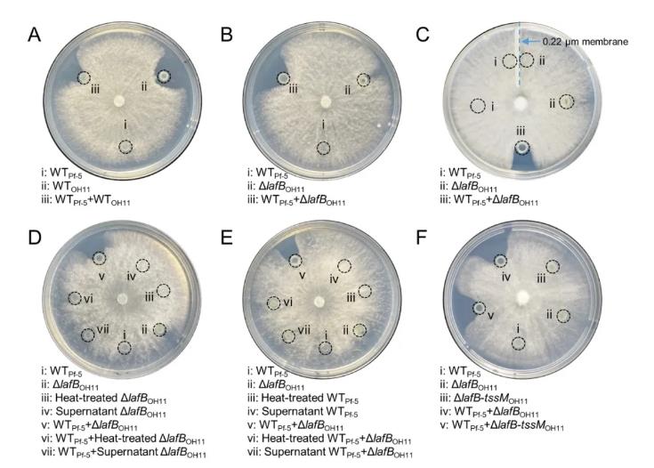 新的微生物种间和跨界相互作用模式——操控自身的抗真菌化合物抑制邻近真菌的生长