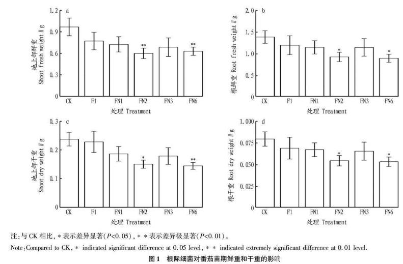 根际细菌对番茄幼苗根系及生长的影响、应用潜力与风险（一）