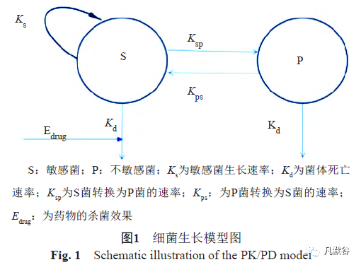 数学建模：抗菌药物对金葡菌的体外杀菌曲线，推测PK/PD的靶值