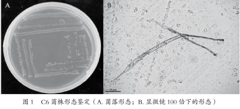 香蕉果园土壤中分离的草铵膦降解菌株生长特性（一）