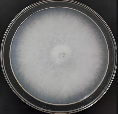 转录组技术分析产紫篮状菌抑制尖镰孢菌生长的作用机制——结果与分析
