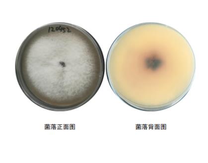 转录组技术分析产紫篮状菌抑制尖镰孢菌生长的作用机制——讨论与结论
