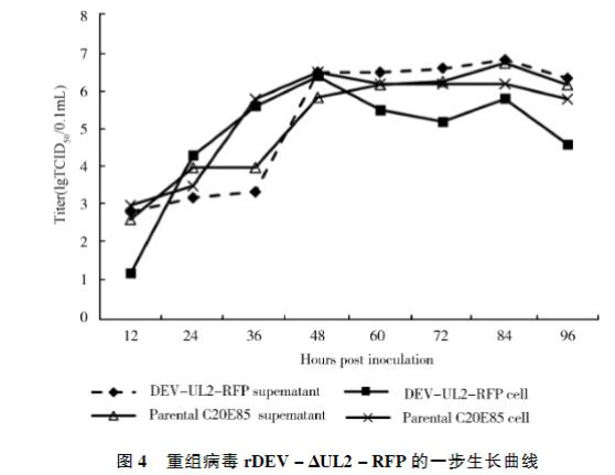 表达红色荧光蛋白的重组鸭肠炎病毒一步生长曲线、稳定性研究（三）
