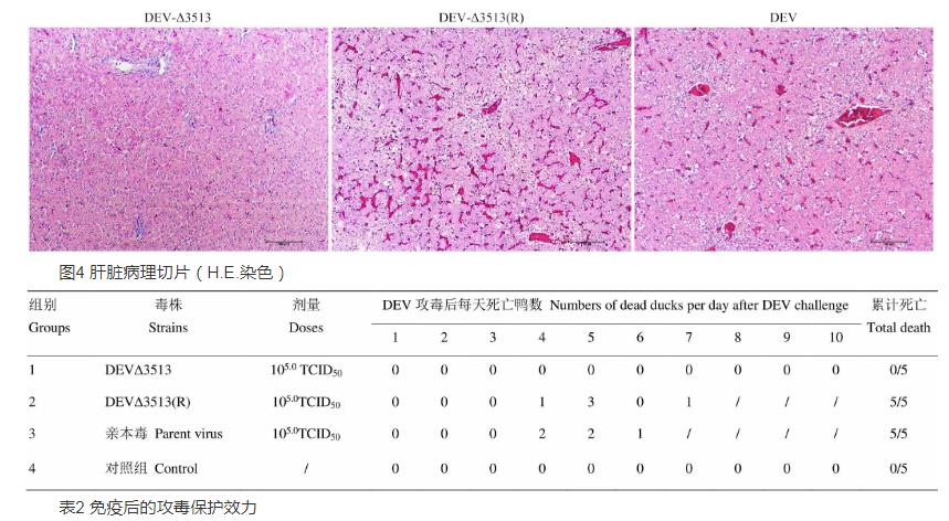 UL56基因下游重组病毒对鸭肠炎病毒生物特性、生长曲线影响——结果、结论