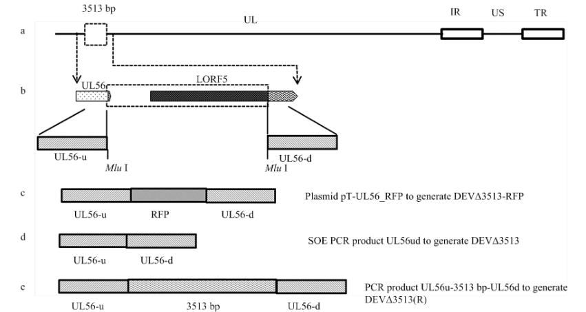UL56基因下游重组病毒对鸭肠炎病毒生物特性、生长曲线影响——材料与方法