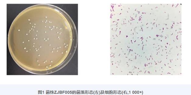 北极狐唾液乳杆菌ZJBF005生长曲线、产酸和耐酸曲线、抗菌活性测定（二）
