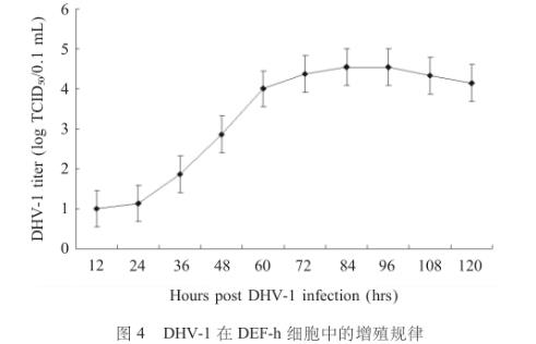 鸭胚成纤维细胞培养I型鸭病毒性肝炎并绘制一步生长曲线——结果、讨论