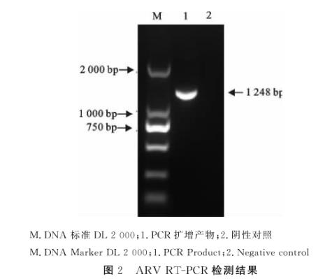 禽呼肠病毒S1133毒株接种DF1细胞一步生长曲线的绘制——结果、结论