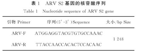 禽呼肠病毒S1133毒株接种DF1细胞一步生长曲线的绘制——材料与方法