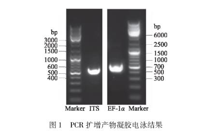 引起甜樱桃流胶的病原菌SXYTLJ01生物学特性研究（一）