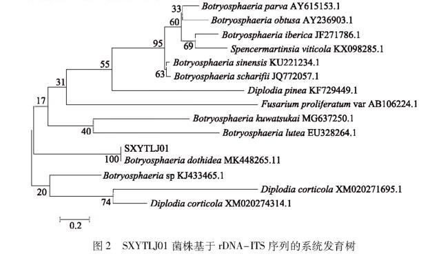 引起甜樱桃流胶的病原菌SXYTLJ01生物学特性研究（二）