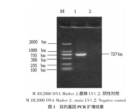驴用微生态制剂干酪乳酸杆菌筛选、生理生化鉴定及生长条件（一）