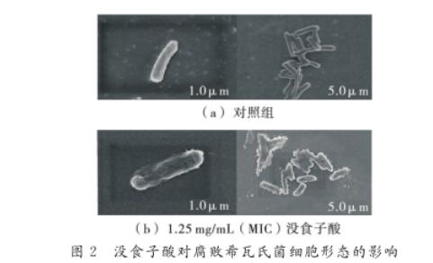 没食子酸、原儿茶酸、绿原酸3种酚酸对腐败希瓦氏菌的抑制作用与机制（二） 
