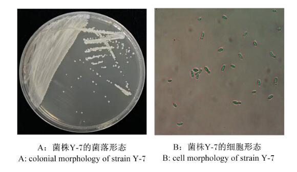 克鲁斯假丝酵母菌Y-7的生长曲线、抗逆性能及氨氮降解率研究（一）