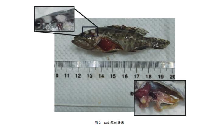 斜带石斑鱼哈维氏弧菌分离纯化、生长曲线绘制及耐药性研究（二）