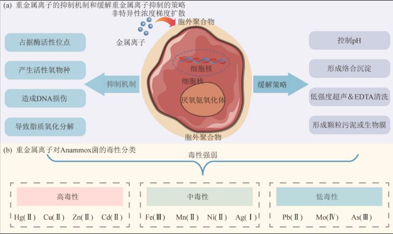 常见抑制因子对厌氧氨氧化（Anammox）菌脱氮性能的影响及其作用机制