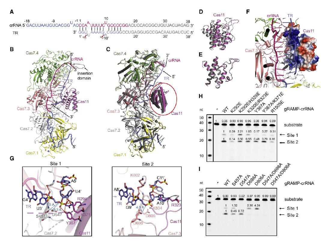 微生物生长曲线分析仪评估III-E型CRISPR-Cas系统的抗病毒效果