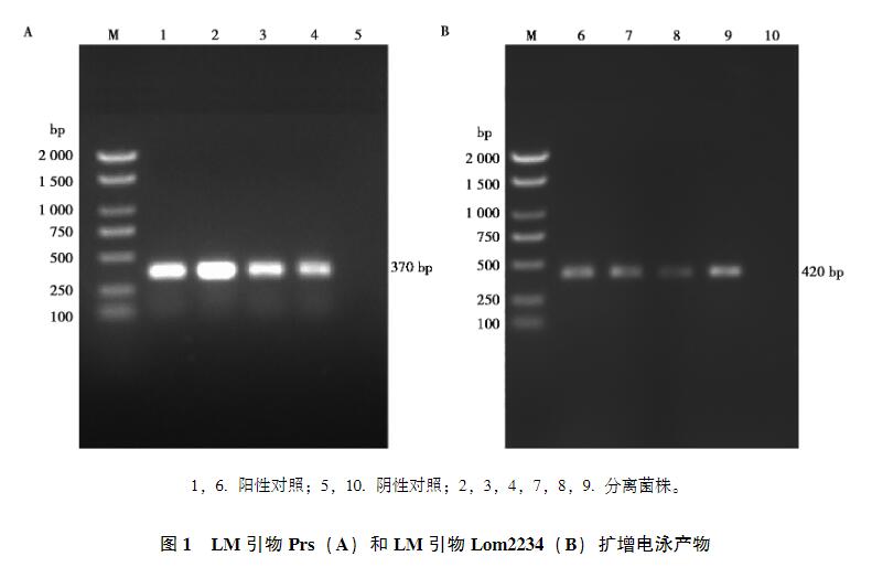 畜禽屠宰场环境和畜禽肉中单增李斯特菌污染情况、生长曲线及消毒剂最小抑菌浓度分析（二）