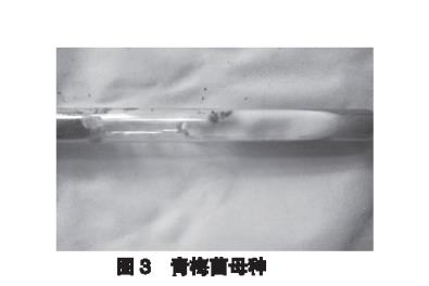 青梅菌菌丝体的生长温度和适宜的培养基选择【实验】