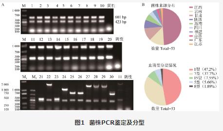 疫苗候选菌株：猪胸膜肺炎放线杆菌生长曲线、溶血活性、 耐药性测定（三）