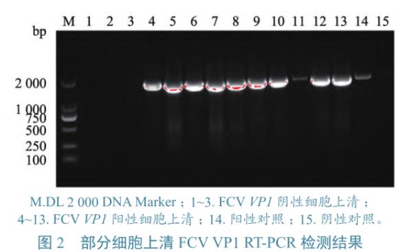 猫上呼吸道疾病病例中FCV、FHV-1和FIV分离、鉴定及gB基因同源性分析——结果、结论
