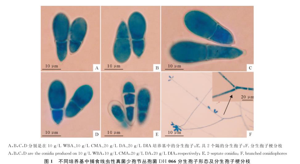 捕食线虫性真菌少孢节丛孢菌不同分离株在4种培养基的生长速度研究（一）