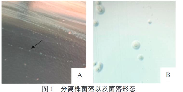 牛支原体分离株YJ-22的分离鉴定、生长特性、致病性及免疫原性研究（一）