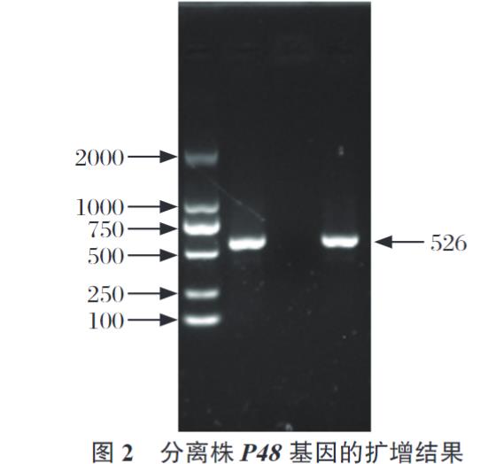 牛支原体分离株YJ-22的分离鉴定、生长特性、致病性及免疫原性研究（二）