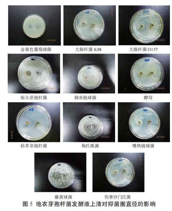 地衣芽孢杆菌的生长曲线测定、生理生化特性、益生性能研究（三）