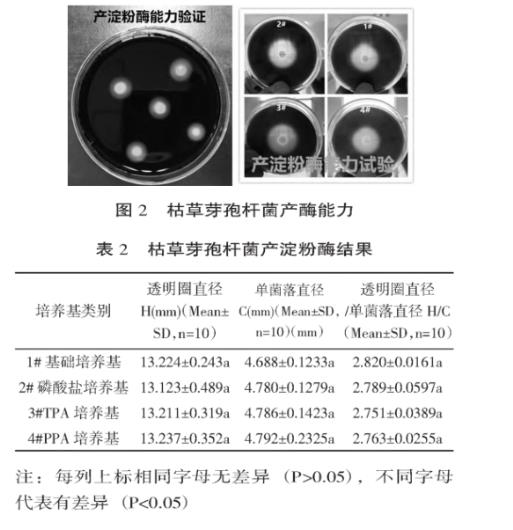 不同磷源下枯草芽孢杆菌固体、液体培养试验及产酶能力分析