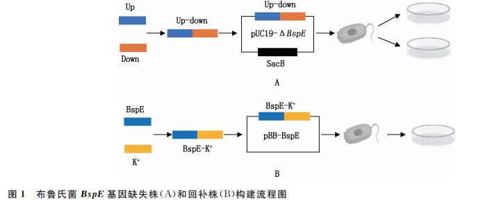 BspE 基因缺失对牛种布鲁氏菌体外生长、胞内生存、黏附能力的影响（二）