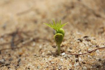 根际微生物可促进植物生长、导植物产生系统抗性