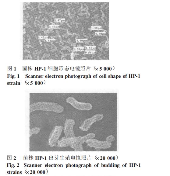 光合细菌菌株HP-1生长曲线、甲胺磷耐受能力、降解能力测定（一）