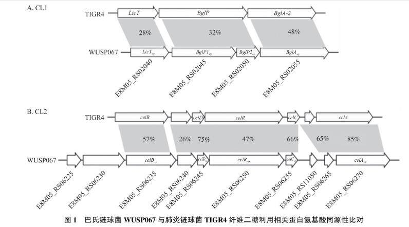 纤维二糖利用基因簇对猪源巴氏链球菌生长曲线及毒力的影响——摘要、引言