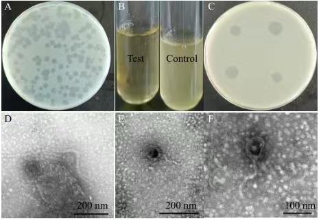 小肠结肠炎耶尔森氏菌烈性噬菌体分离鉴定、生长曲线及应用潜力——摘要