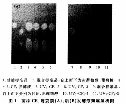 赤藓糖醇产生菌诱变育种方法——紫外诱变处理（一）
